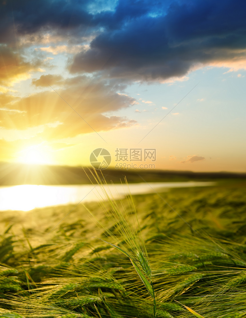 绿大麦在田边日落图片