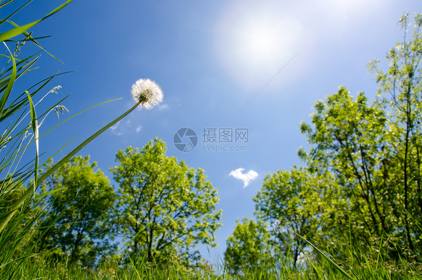 白花朵对太阳图片