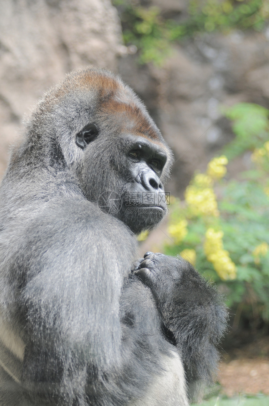 一只成年黑大猩猩哺乳动物野生动物丛林森林濒危力量灵长类银背荒野动物园图片