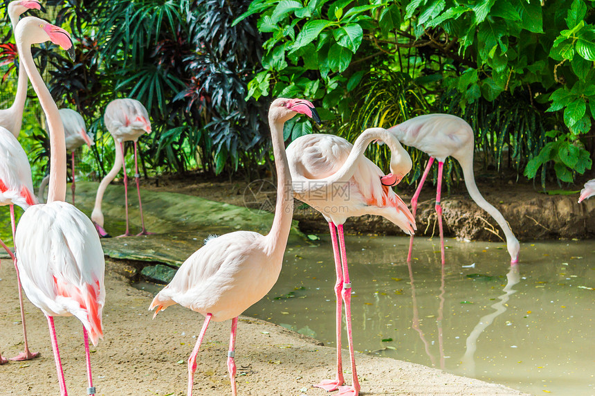 火烈鸟团体风景生活森林旅行粉色动物动物园荒野野生动物图片