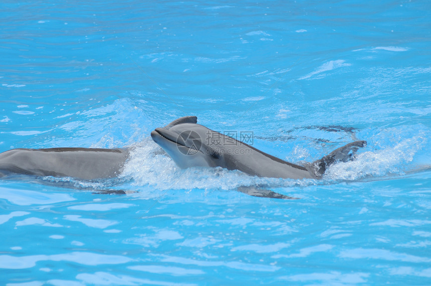 蓝色水上的灰色海豚鲸鱼水族馆荒野哺乳动物野生动物水池鼻子力量乐趣娱乐图片