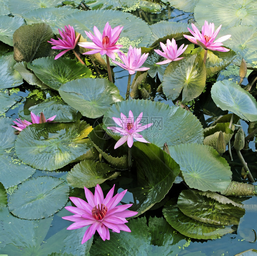 莲花水池花瓣传统娱乐池塘荷花墙纸植物公园香气图片