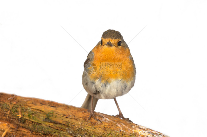 Robin 利塔克斯 卢贝科拉动物红胸胸部风疹季节画眉橙子动物群歌手羽毛图片