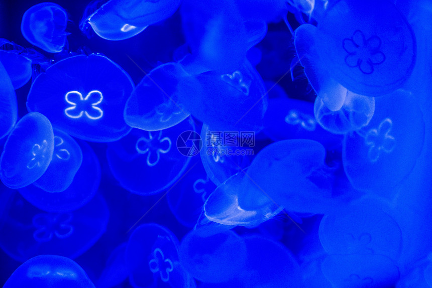 水族馆中的Jellyfish图片