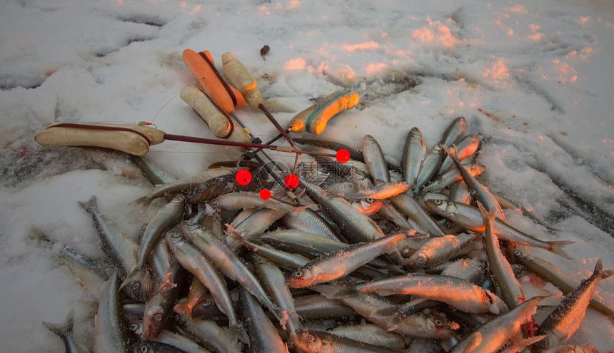 波罗的海渔获量钓鱼野生动物日落海洋团体动物淡水盐水尾巴食物图片