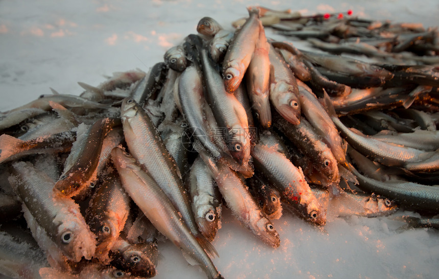 波罗的海渔获量日落成功海洋团体钓鱼食物野生动物眼睛动物尾巴图片