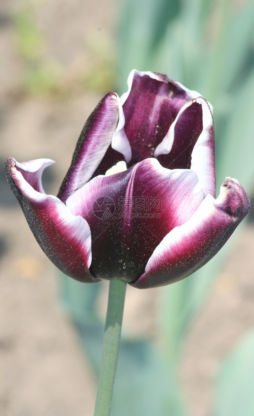 紫色花朵郁金香鸢尾花植物洋葱花植物群植物学图片