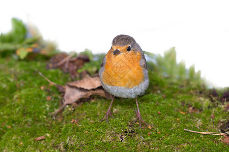 Robin 利塔克斯 卢贝科拉季节画眉鸟类动物橙子野生动物花园羽毛胸部红胸背景图片