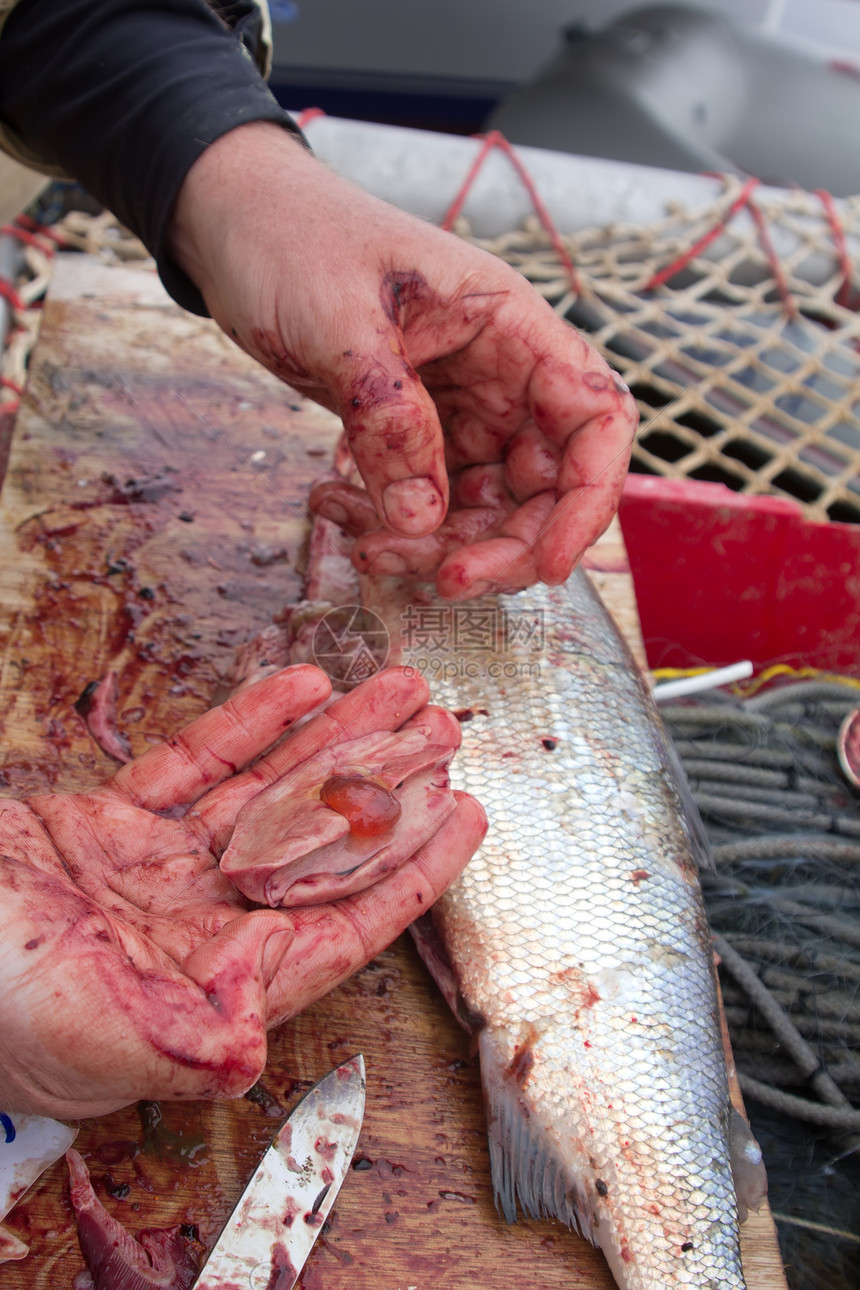 切鱼烹饪红色海洋盐水动物钓鱼鱼片签名皮肤白鱼图片