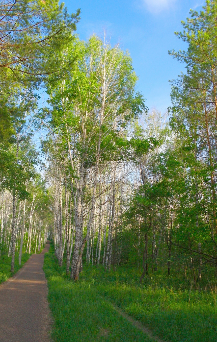 美丽的夏季风景野生动物树干蓝色城市阳光树木人行道植物叶子季节图片