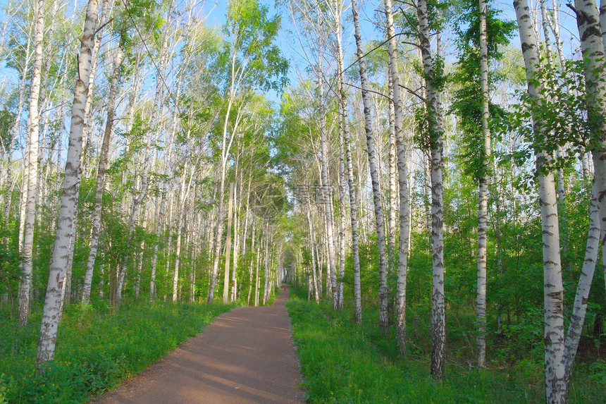 美丽的夏季风景树木叶子植物树干森林场景蓝色树林阳光野生动物图片