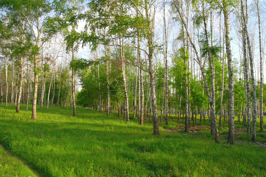 白树林的夏季风景树林公园生长阳光林地阴影植物桦木叶子树干图片