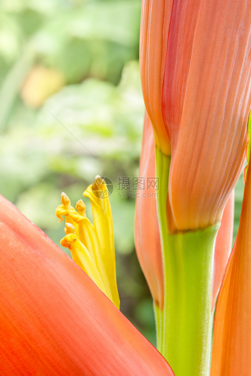 香蕉花情调植物野生动物橙子异国树叶花瓣环境花园丛林图片