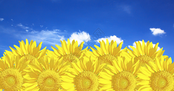 碧景园向日向黄色天空太阳云景园景种子快乐蓝色花头幸福背景
