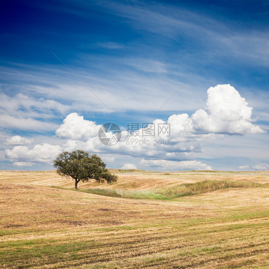 字段中的树孤独多云农业场地农场小麦乡村风景草地图片