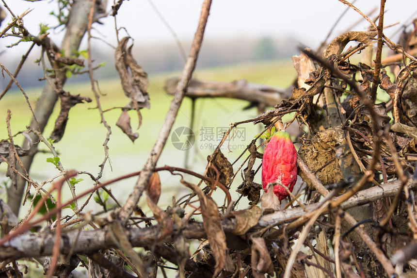 常春藤葫芦在树干之间枯萎 常春藤葫芦泰国蔬菜图片