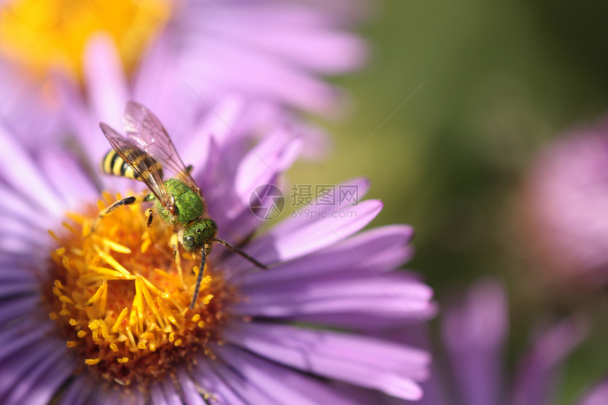 一只昆虫和紫花3图片