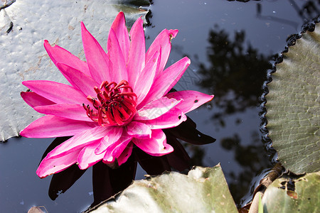 日出时的粉水百合花漂浮在池塘上背景图片