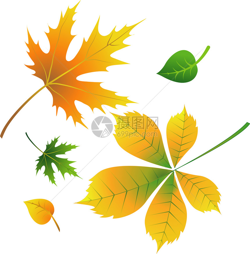 秋季假期工作室山毛榉荒野季节桦木标本馆橙子植物群橡木美丽图片