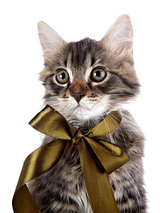 一条猫素材一条带弓的条纹猫的肖像背景