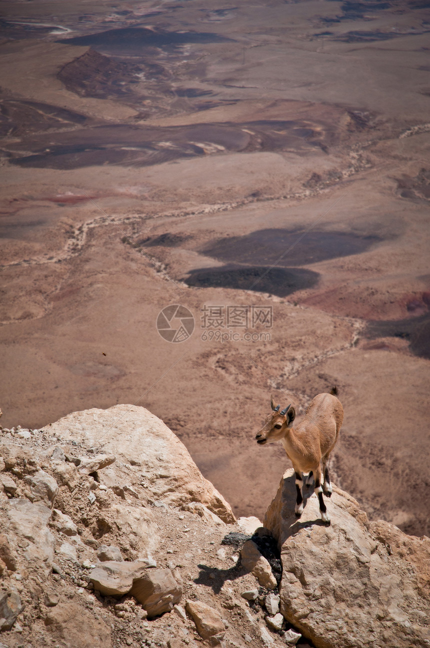 山羊旅行男性阳光岩石悬崖风景山沟内盖夫陨石哺乳动物图片