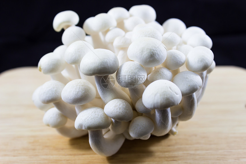 黑色的白Shimeji蘑菇脆弱性食物美食家白色食用菌生长图片
