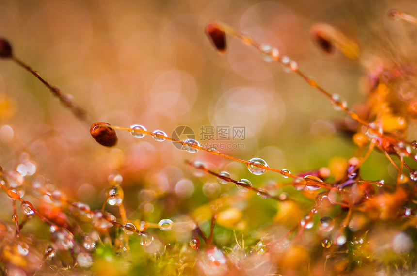 草苔和水滴花园液体生态叶子生活环境绿色宏观植物苔藓图片