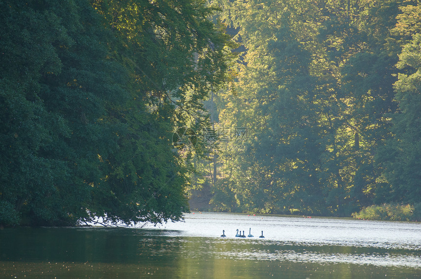 湖木头针叶叶子荒野树干桤木海浪蓝色山毛榉动物图片