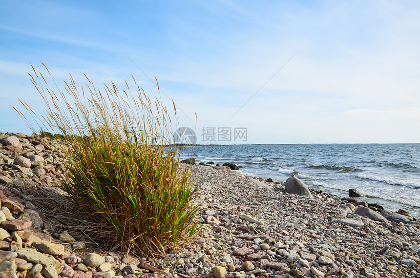 海岸线上的草原植物图片