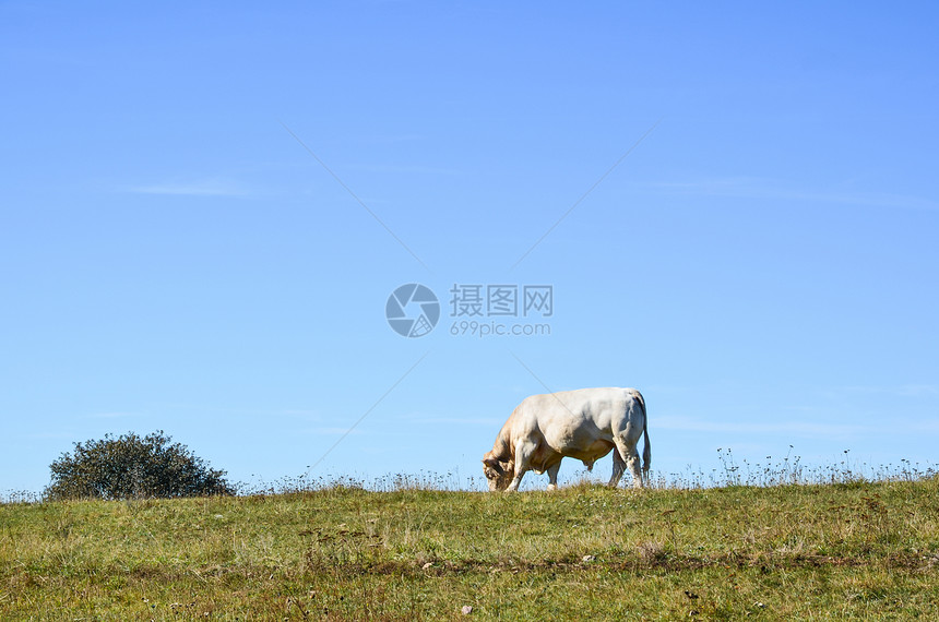 牧牛牧场哺乳动物场地天空农田动物风景家畜农场农村图片