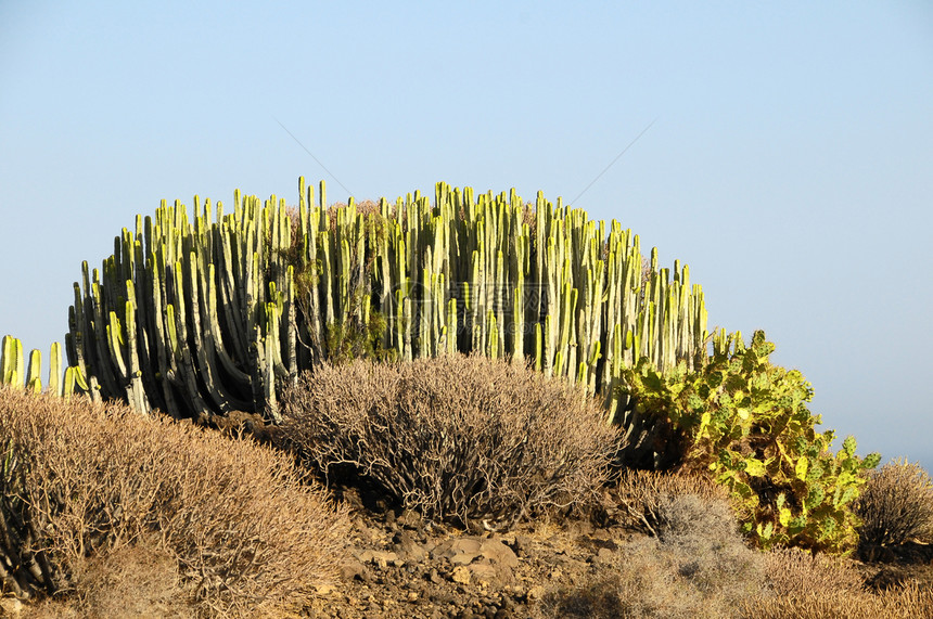 沙漠中的绿色大仙人掌生长植物国家公园脊柱植物群衬套天空荒野花园图片