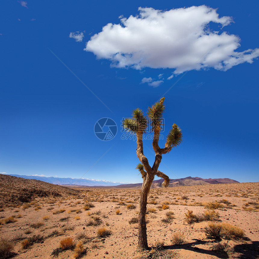 死亡谷Joshua树Yucca植物天空公园干旱山脉沙漠土壤顶峰死亡国家孤独图片