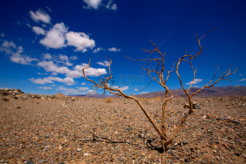 加利福尼亚州死亡谷国家公园干枝叶California孤独蓝色死亡编队沙漠土地风景场景气候地质学图片