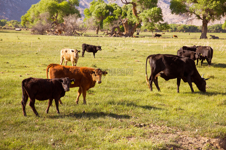 在加利福尼亚草原放牧牛牛群牧场场地团体奶牛农场动物农村哺乳动物牛肉家畜图片