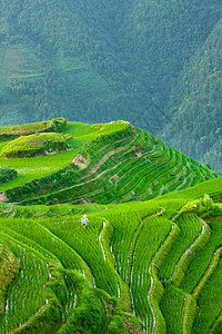 龙神中华长春的稻田背景