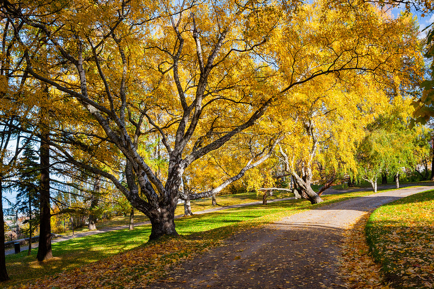 和平公园 树上有秋色图片