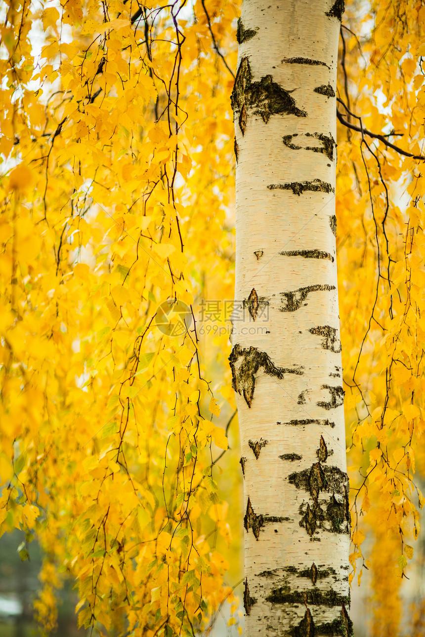 Birch树干和充满活力的黄叶图片