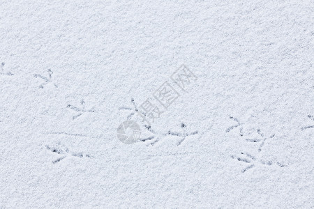 雪字雪上鸟的足迹背景