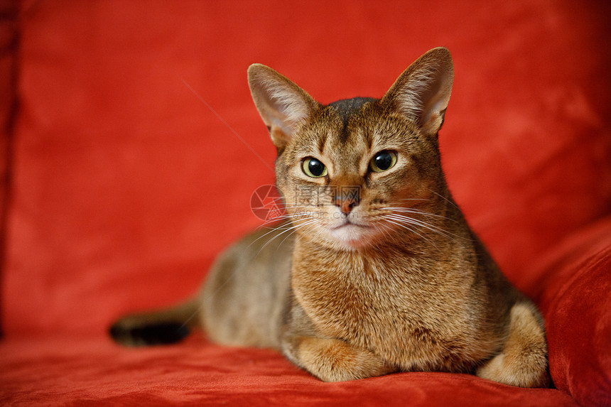 猫王宠物猫科动物连体注意力眼睛橙子头发毛皮耳朵好奇心图片