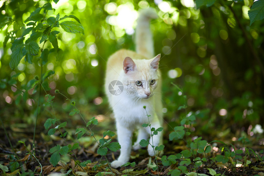 猫王短发猫科动物好奇心头发眼睛连体宠物动物注意力食肉图片