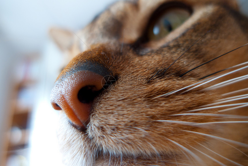 猫王宠物动物男性毛皮晶须耳朵注意力短发猫科动物头发图片