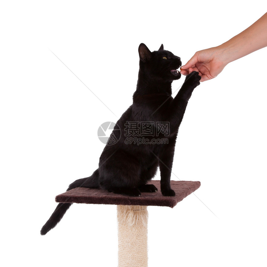 黑猫 有刮痕杆哺乳动物动物群头发游戏注意力食物邮政小猫伴侣工作室图片