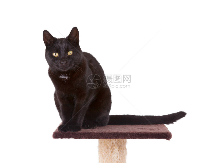 黑猫 有刮痕杆头发玩具注意力游戏猫科哺乳动物动物划痕尾巴好奇心图片