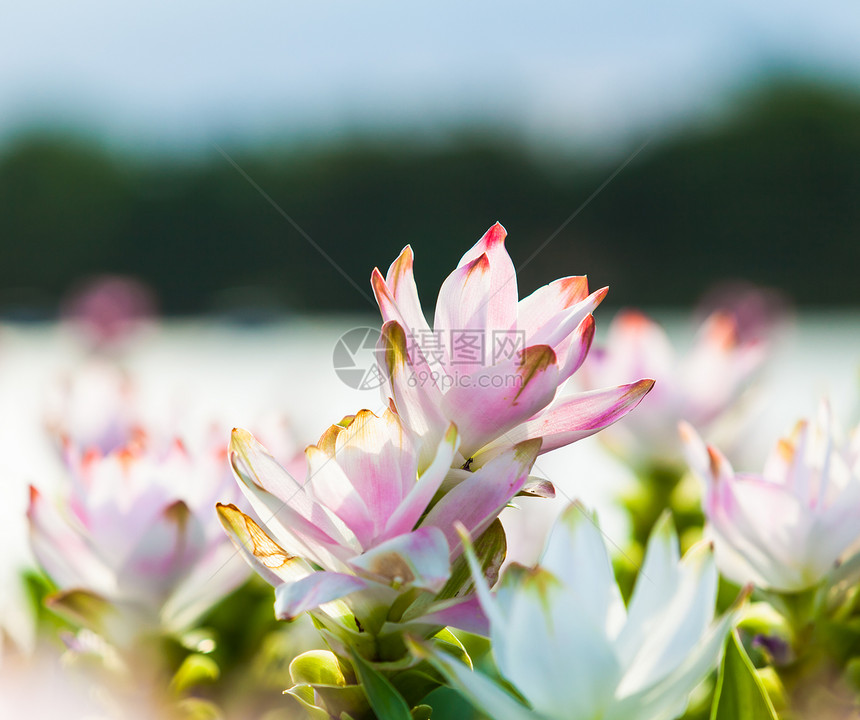 粉花花紫色植物美丽花束季节植物群场地草地宏观场景图片