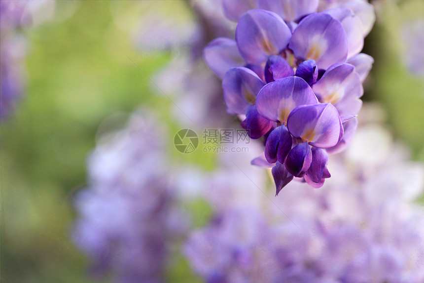 春天的维斯特利亚紫色花朵团图片