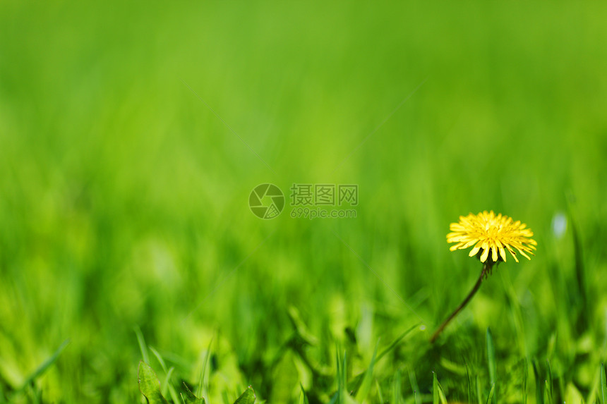 达当量生长阳光绿色植物群植物草原场地荒野草地环境图片