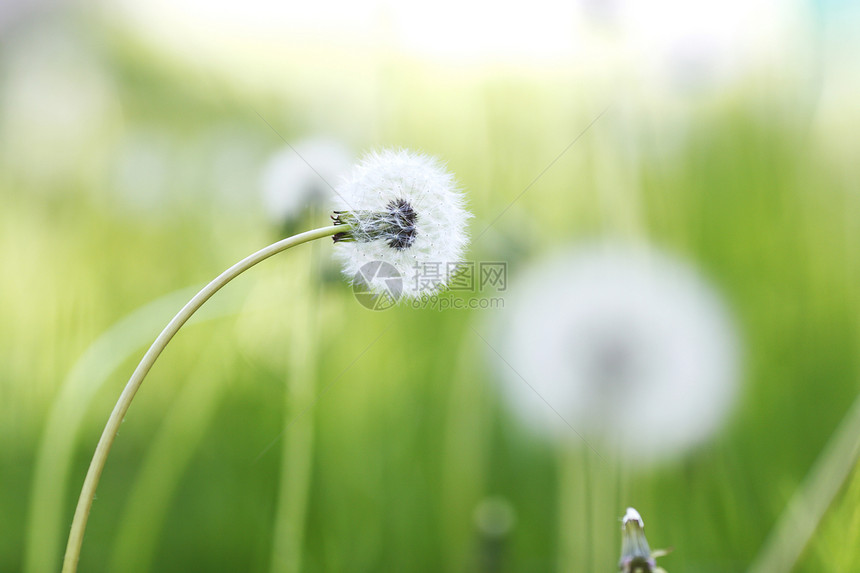 白花层生育力绿色晴天柔软度白色荒野植物阳光图片
