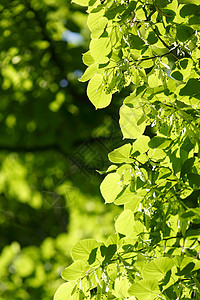 美丽的树叶晴天植物公园生长绿色阳光叶子森林环境背景图片