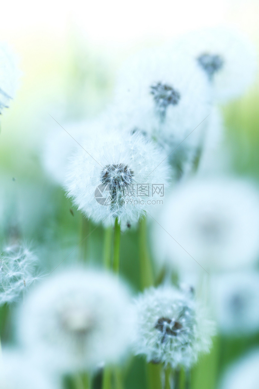 白花层植物白色阳光荒野生育力柔软度晴天绿色图片