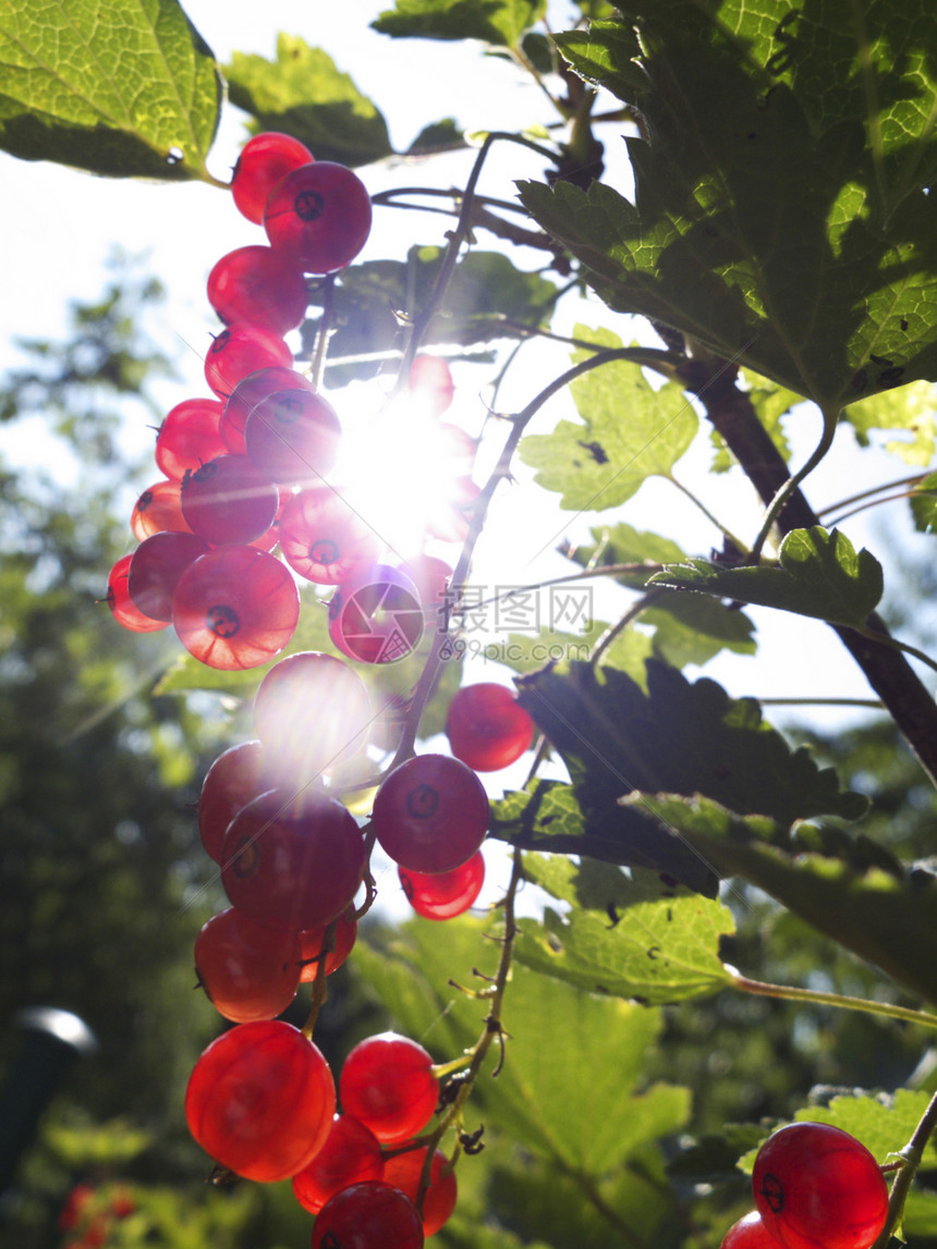 花园里的红花醋栗衬套收成浆果水果绿色叶子营养食物农业图片